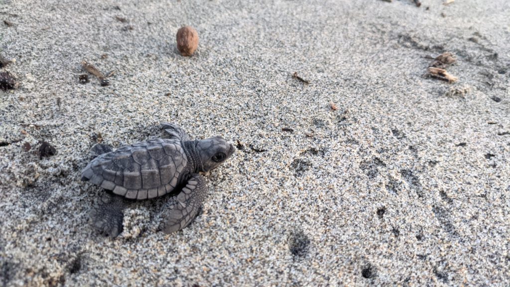 Mazunte: Der Schutz der Schildrköten spielt hier eine wichtige Rolle