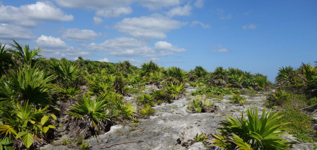 Deschi on tour - in Mexiko, Tulum