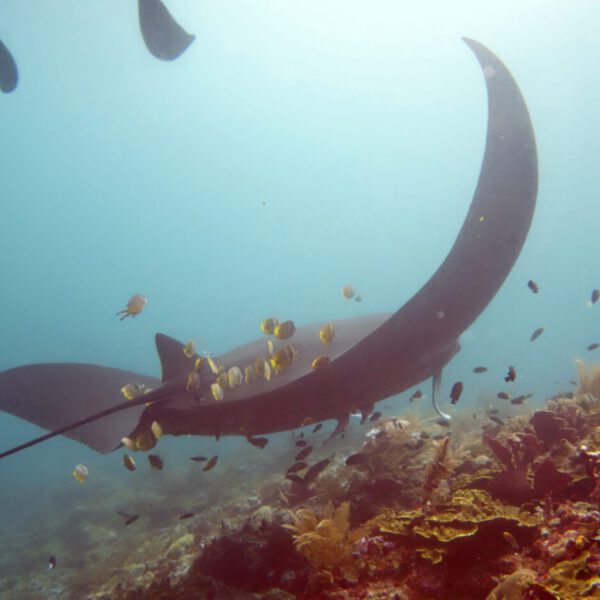 Tauchen in Raja Ampat: Manta